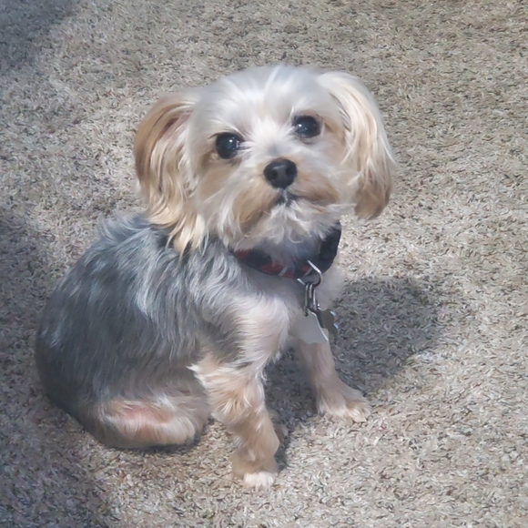 Meet your Posher, Britney - Picture 2 of 3